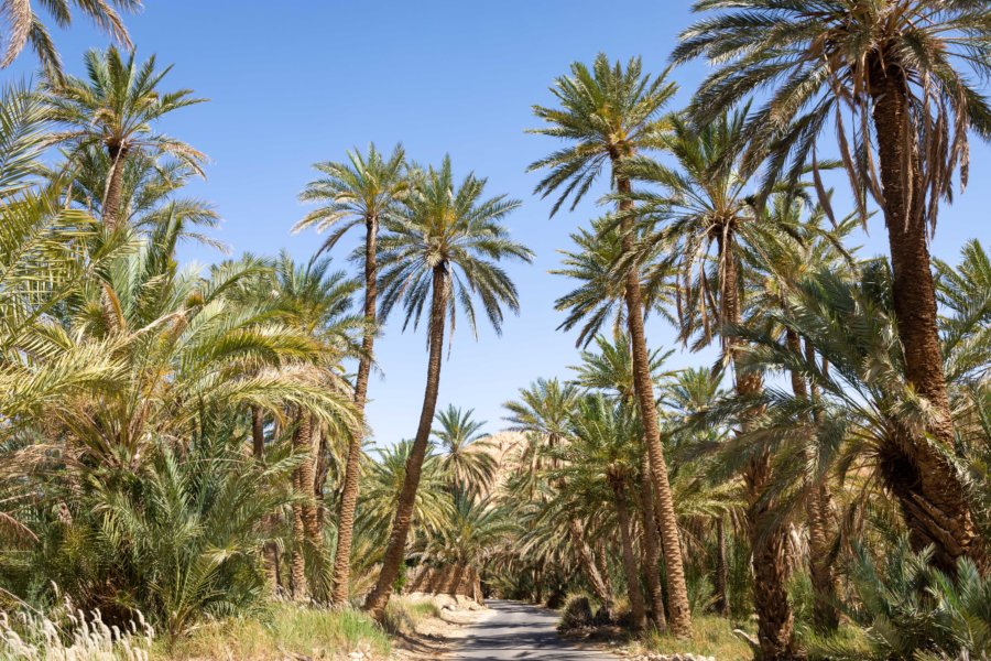Image of Tozeur oasis